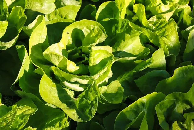 Esina Feinkost & Salate Chemnitz GmbH