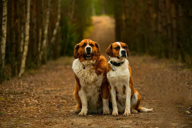 Bernard & Partner